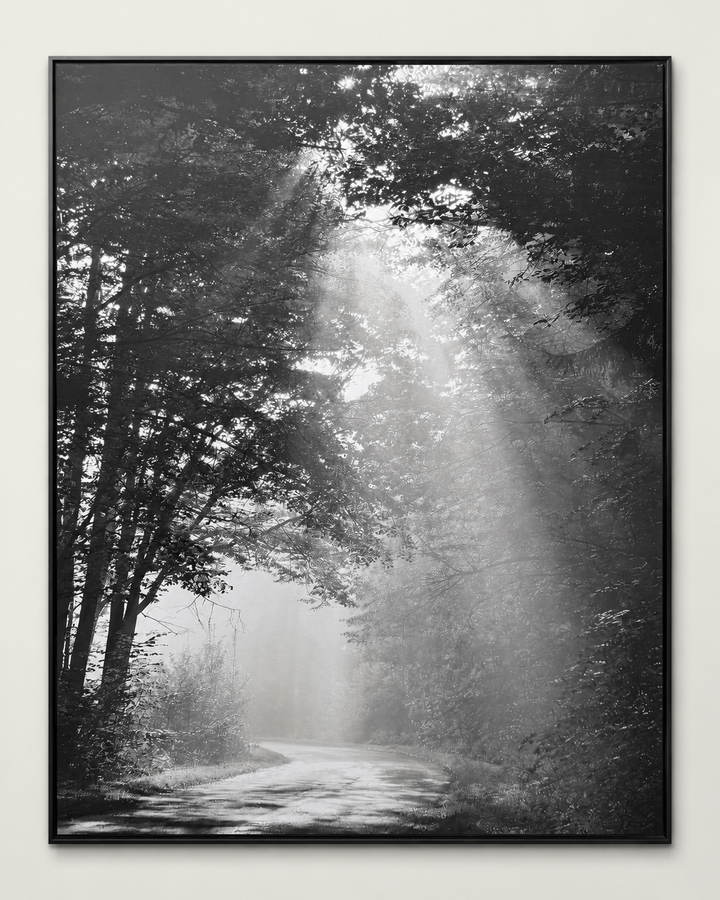 Detail view of the sunbeam forest photograph