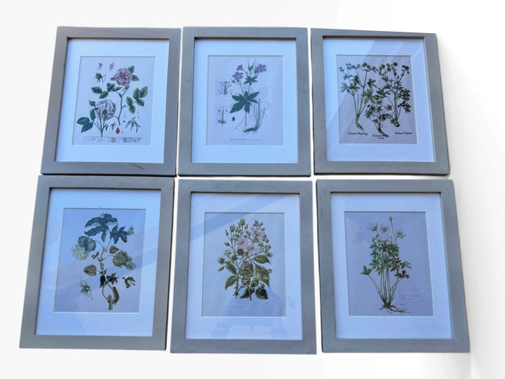 Lot 51 – Framed Botanical Prints, Light Gray Wood Frames, Set of 6