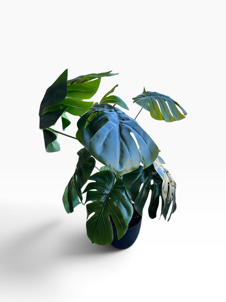 Lot 70 – Faux Monstera Plant in Black Planter, 2 ft