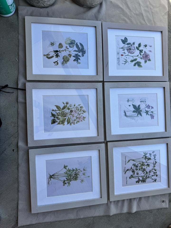 Lot 51 – Framed Botanical Prints, Light Gray Wood Frames, Set of 6