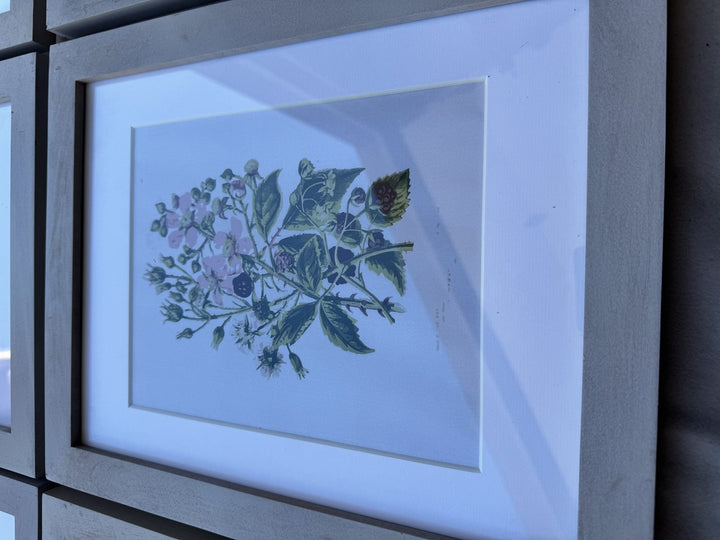 Lot 51 – Framed Botanical Prints, Light Gray Wood Frames, Set of 6