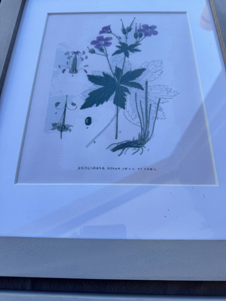 Lot 51 – Framed Botanical Prints, Light Gray Wood Frames, Set of 6
