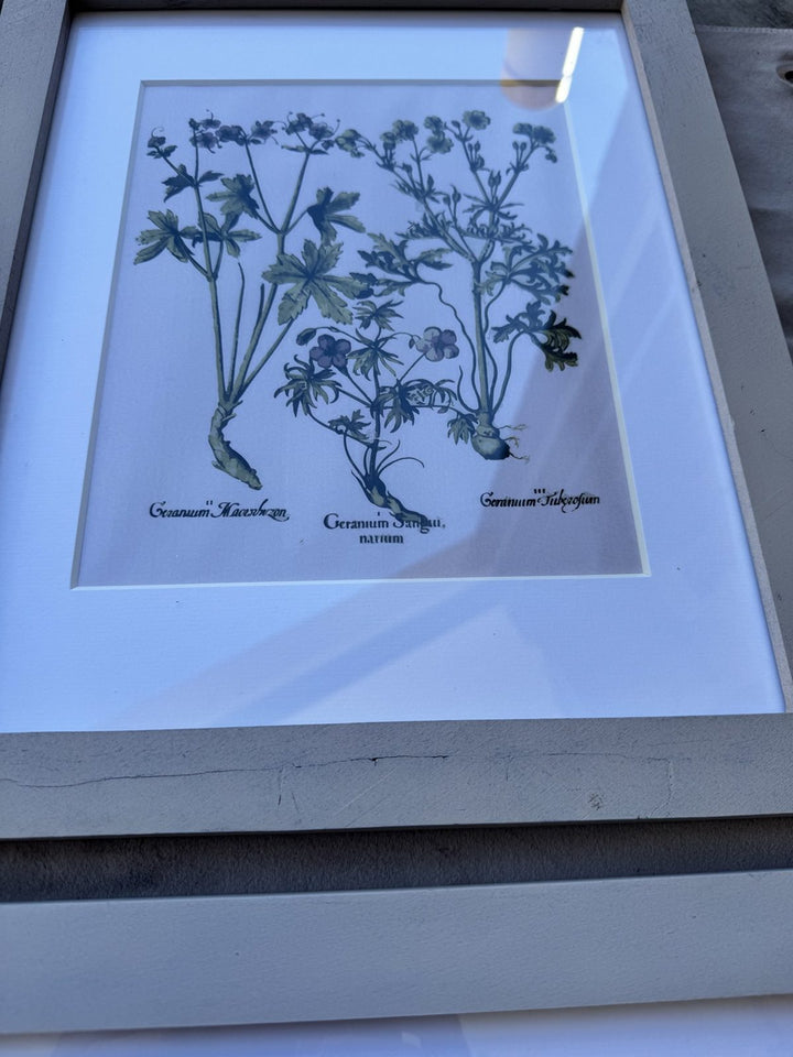 Lot 51 – Framed Botanical Prints, Light Gray Wood Frames, Set of 6