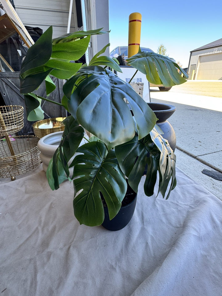 Lot 70 – Faux Monstera Plant in Black Planter, 2 ft