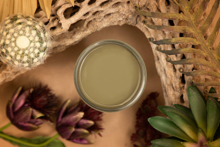 Top view of Cactus Silk All-In-One paint staged with cactus, driftwood and greenery