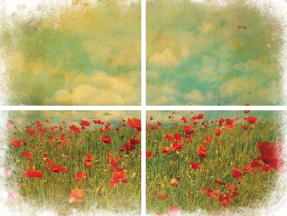 Dixie Belle Transfer - Field of Flowers - Create With 614
