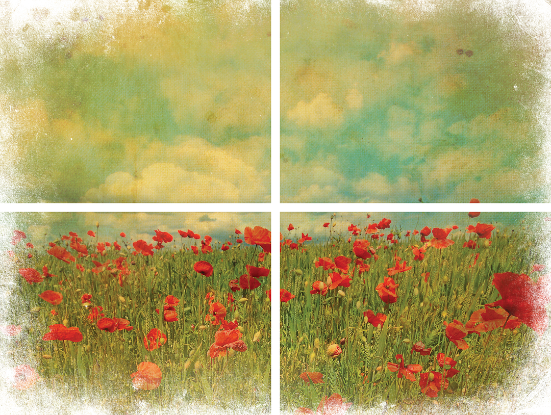 Dixie Belle Transfer - Field of Flowers - Create With 614